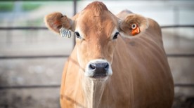 eTag动物可穿戴标签 - 产品展示